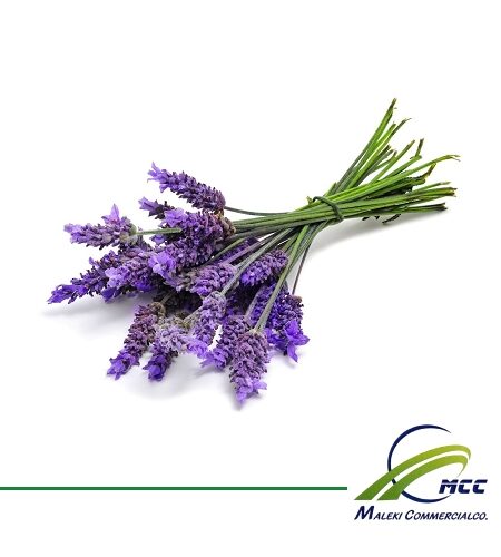 Lavender Export of Herb essential oil - Maleki Commercial Co.