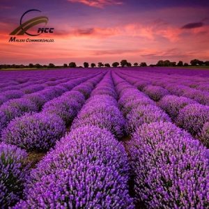 Lavender Export of Herb essential oil - Maleki Commercial Co.