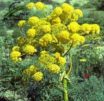Asafoetida Export of Herb essential oil - Maleki Commercial Co.