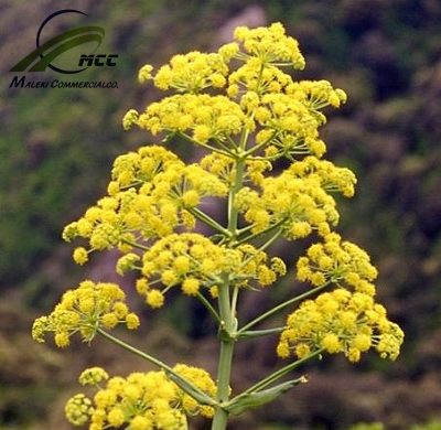 Asafoetida Export of Herb essential oil - Maleki Commercial Co.