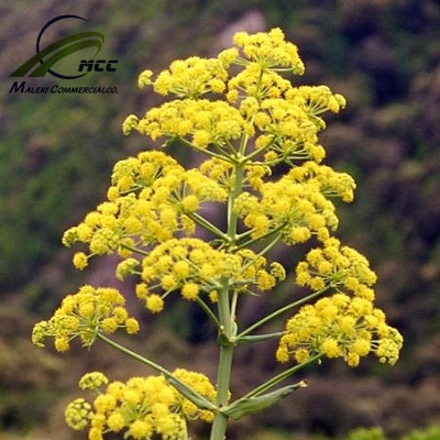 Asafoetida Export of Herb essential oil - Maleki Commercial Co.