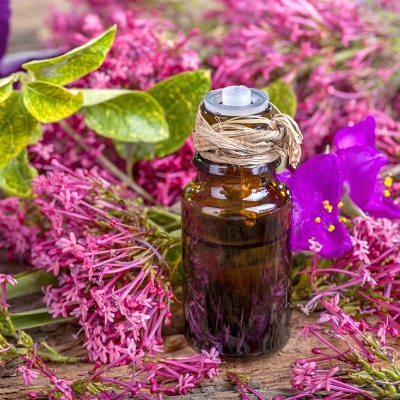 Clary sage oil Export of Herb essential oil - Maleki Commercial Co.