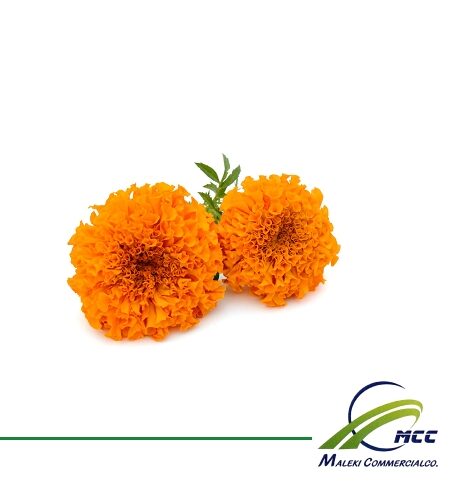 Marigold Export of Herb essential oil - Maleki Commercial Co.