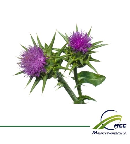 Milk thistle Export of Herb essential oil - Maleki Commercial Co.