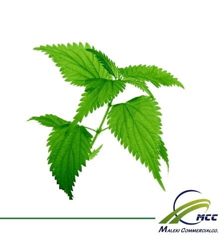 Nettle Export of Herb essential oil - Maleki Commercial Co.