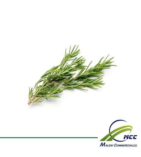 Rosemary Export of Herb essential oil - Maleki Commercial Co.