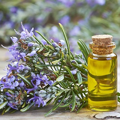 Rosemary oil Export of Herb essential oil - Maleki Commercial Co.