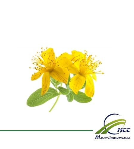 St. John’s Wort Export of Herb essential oil - Maleki Commercial Co.