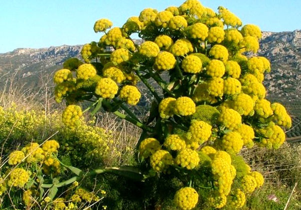 Galbanum Names | Galbanum iran | iranian Galbanum | import | export