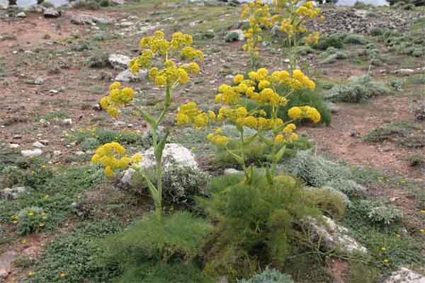 آنغوزه چیست