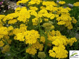 Yarrow plant and Yarrow characteristics and Plant names Scientific name  Export of Herb essential oil - Maleki Commercial Co.