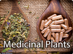 medicinal plants