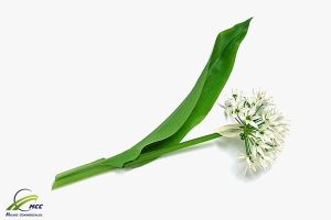 گیاه دارویی والک