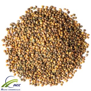 Arugula seeds