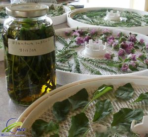 Medicinal plants drying