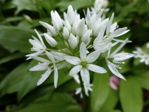 Distribution in Iran Wild garlic (Ramsons)