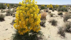 فروش عمده آنغوزه