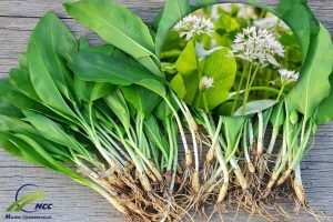 Physical characteristics Wild garlic