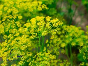 Quality control of Asafoetida (Hing) gum and medicinal plants