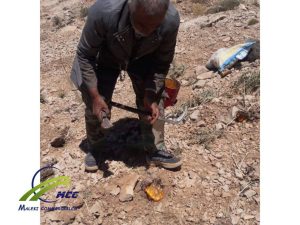 برداشت باریجه خالص