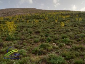 مزرعه کشت باریجه در ارتفاعات ۱۵۰۰ متری، فروش باریجه خالص و ارگانیک