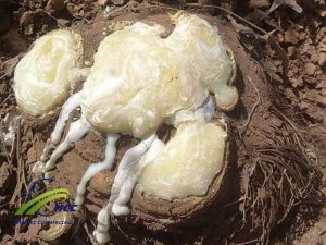 Bulk And Wholesale Pure Organic Asafoetida Hing ( Fresh Harvesting)