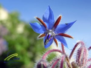 Biggest Exporter Organic Dried Borago( Borago Officinalis) Leaf