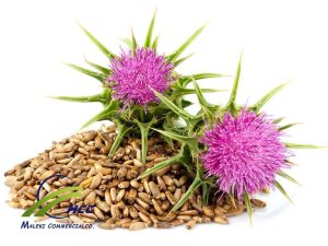 Wholesale &Bulk Milk Thistle Seed Whole