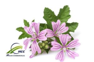سعر الخبيزة